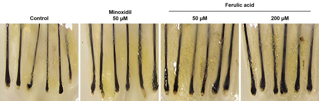 LG생활건강, 천궁 추출물 유래 &#...