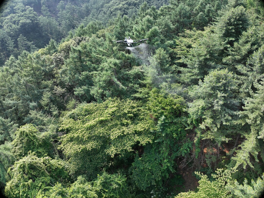 경기도, 소나무재선충병 피해 확산에 ...