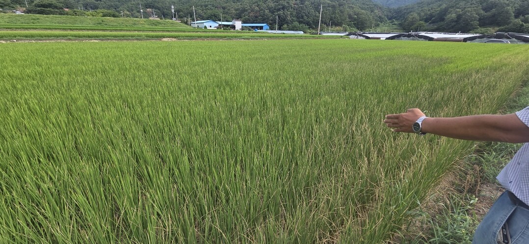 [현장 르뽀] 밀양시 무안·초동면 농...