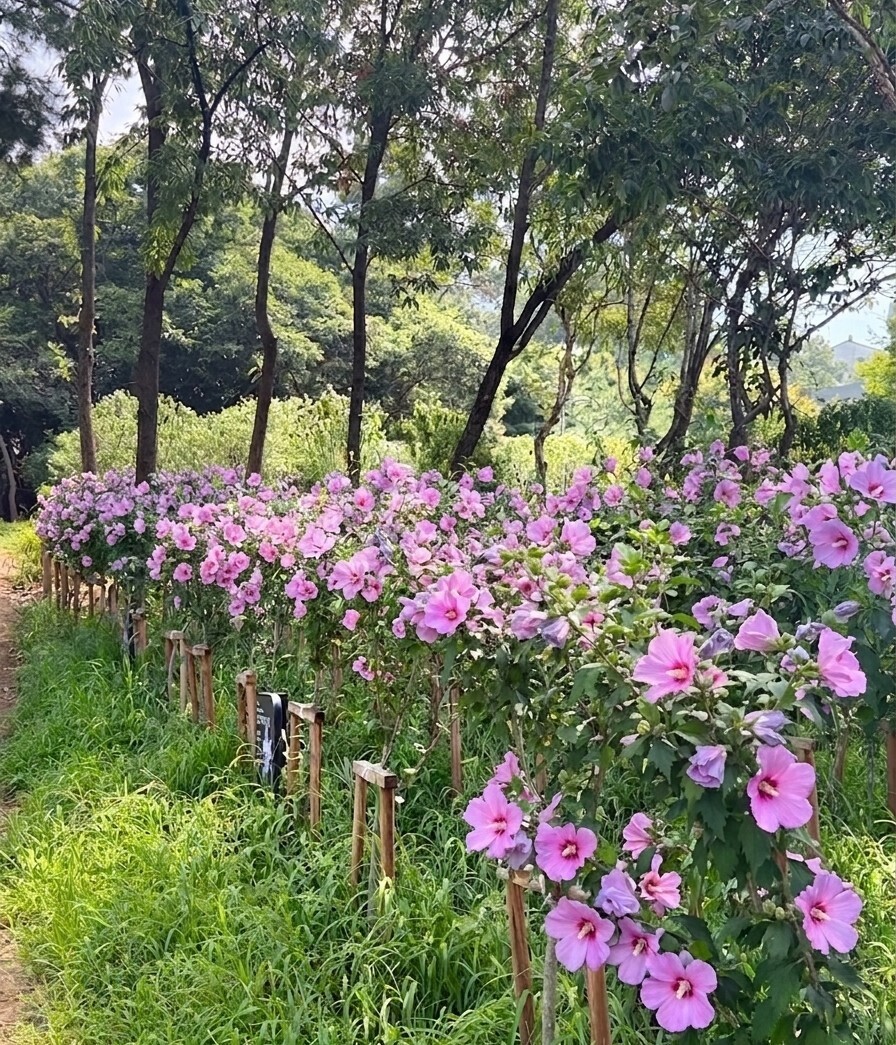 경기도, 올해 김포 등 무궁화동산 3...